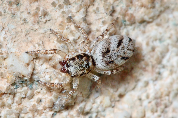 Salticus mutabilis